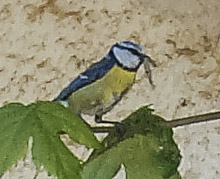 galaziopapaditsa 220x180