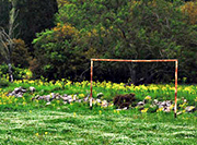 marakana 180x133 2014-05-07-15-18-48